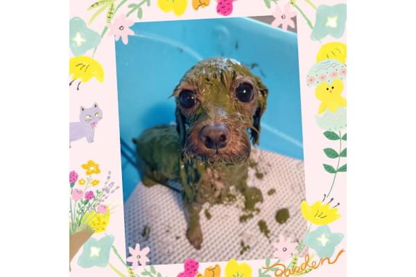 出張訪問トリミング doglaugh
