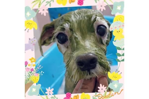 出張訪問トリミング doglaugh_3