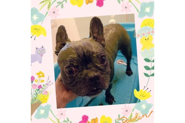 出張訪問トリミング doglaugh_4