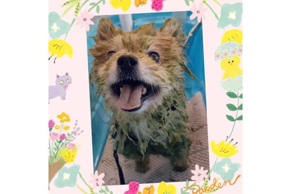 出張訪問トリミング doglaugh_1
