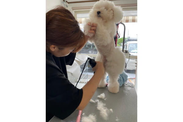 Dogsalon ALOHA_3