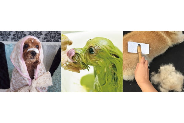 ペットショップ犬の家&猫の里 MiO香久山店_2
