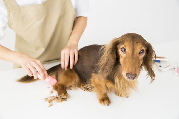 ペットショップ犬の家&猫の里 MiO香久山店