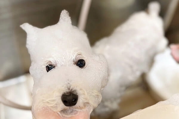 Dog salon FUU _3