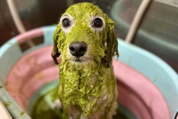Dog salon FUU _4