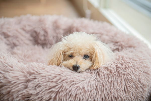 DogSalon Rwan