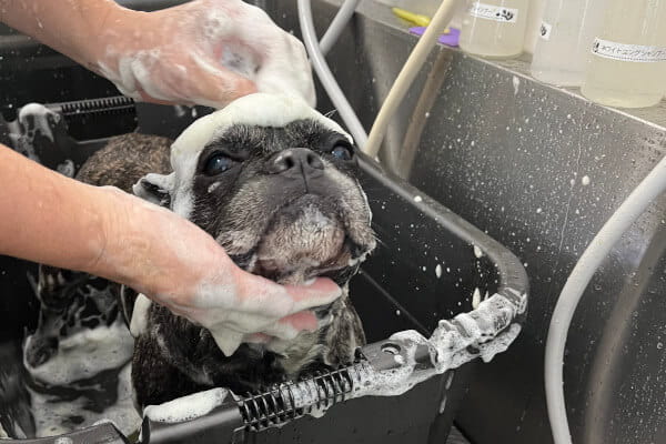 Grooming Salon Az