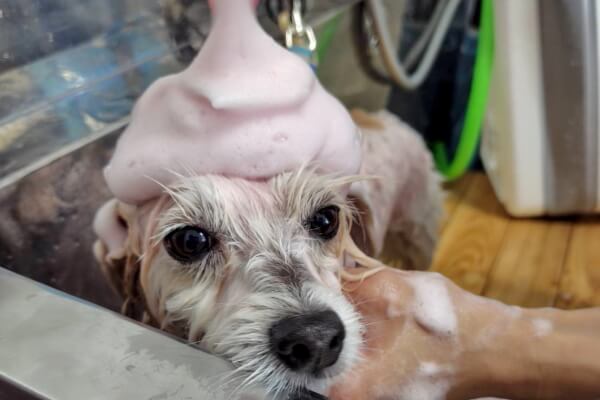 dogsalon Adorer_4