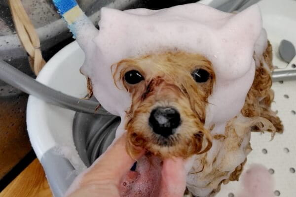 dogsalon Adorer_2