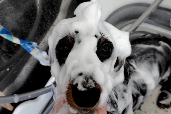 dogsalon Adorer_3