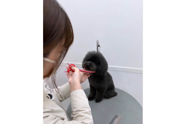 Lulu dog trimming 相模大野_4