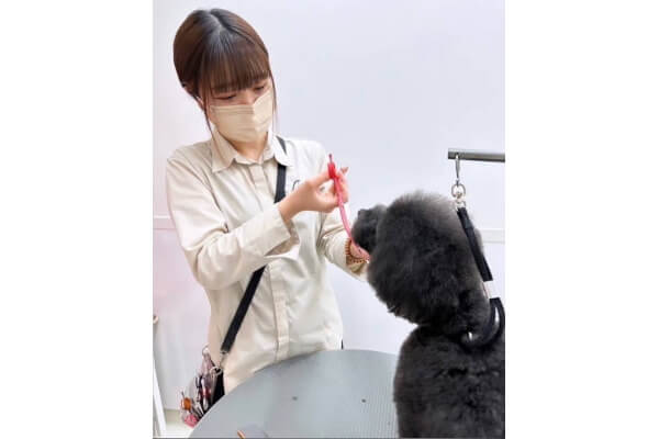 Lulu dog trimming 相模大野_2