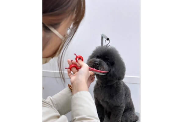 Lulu dog trimming 相模大野_3