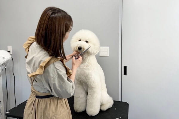 dogsalon CHELIEN