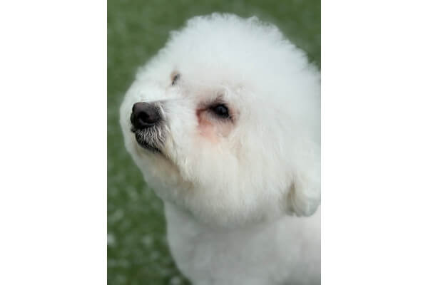 Dog Salon AMOUR _2