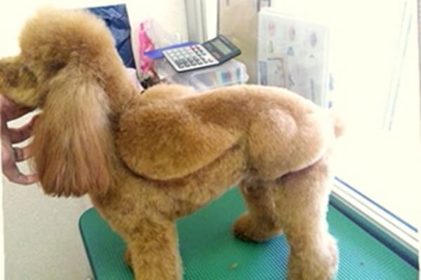 DogSalonリトルギャング_3