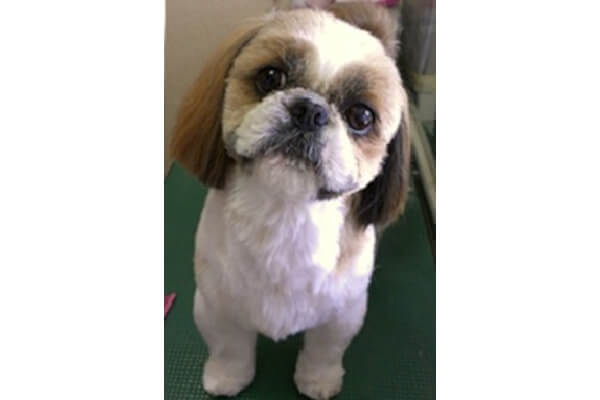 DogSalonリトルギャング_4