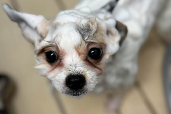 Dog Salon TARTE_4