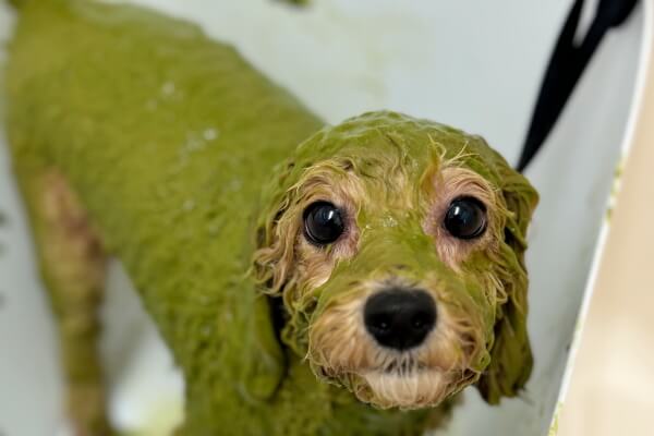 Dog Salon TARTE_3