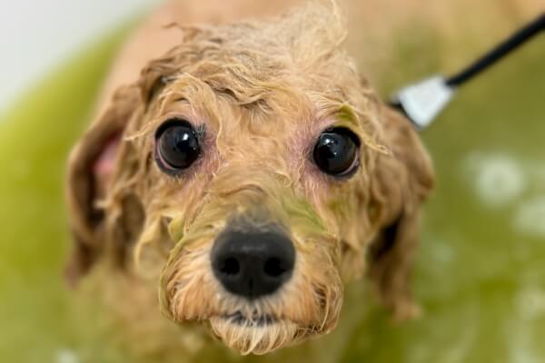 Dog Salon TARTE_2