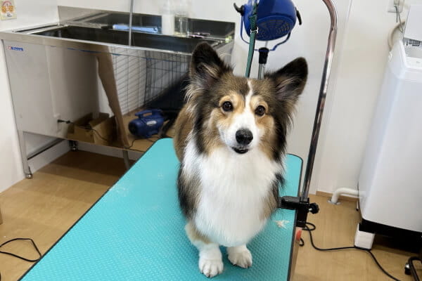 dog salon chill_4
