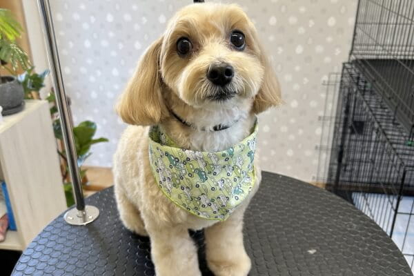 dog salon chill_3