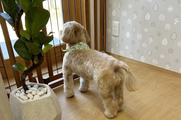 dog salon chill_2