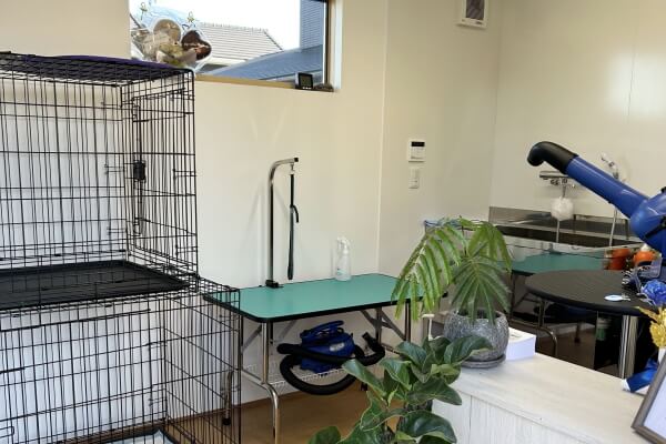 dog salon chill_1