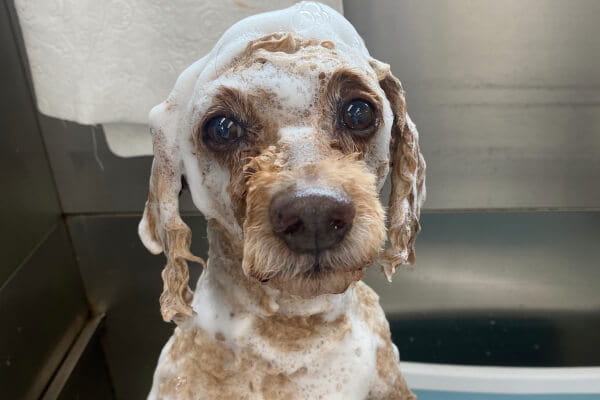 DOGSALON POPCORN_4