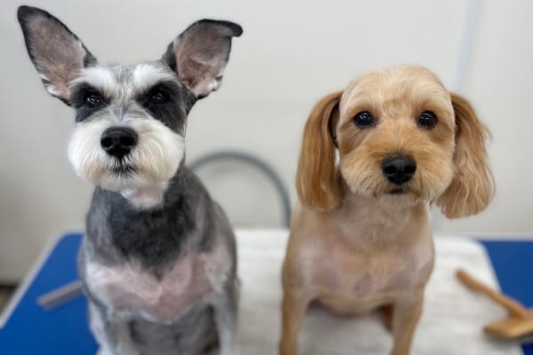 DOGSALON POPCORN_2