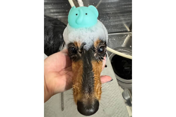 DOGSALON POPCORN_3