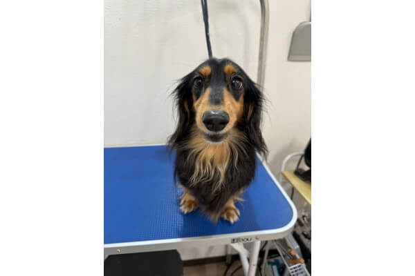 DOGSALON POPCORN_1