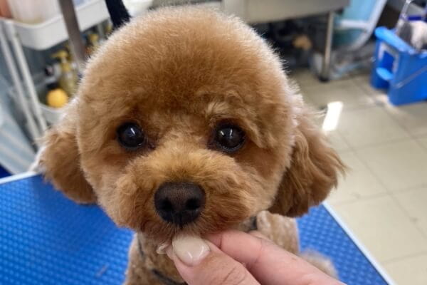 DOGSALON POPCORN