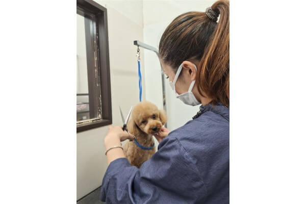 Dog Salon Anrire_2