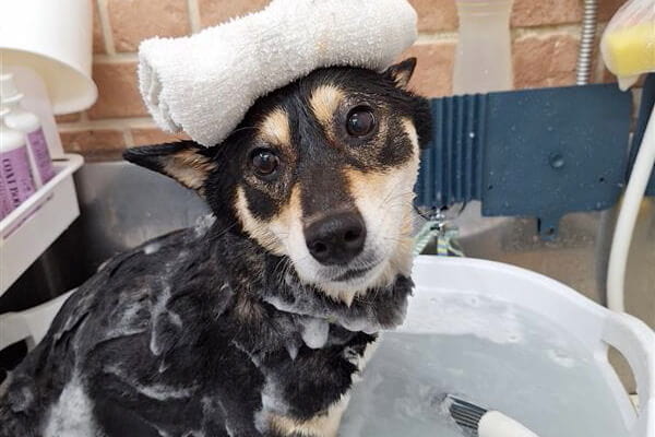 Dog Salon Anrire_4