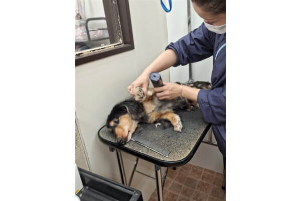 Dog Salon Anrire_3