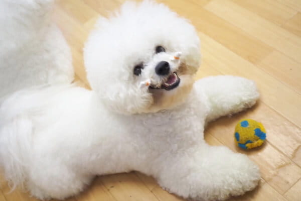 DOG.OASIS.コロン_3