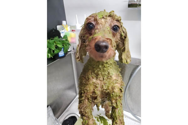 Dog Salon HIMAWARI_1