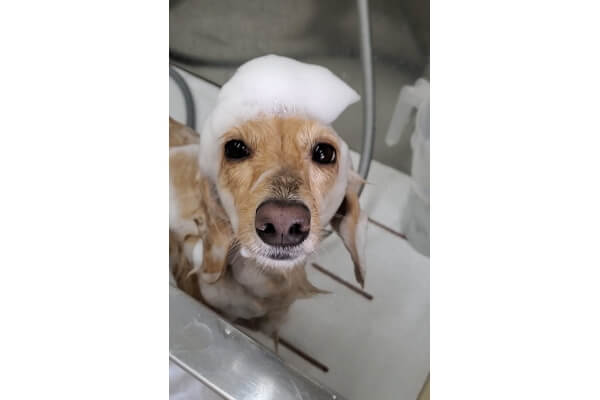 Dog Salon HIMAWARI_2