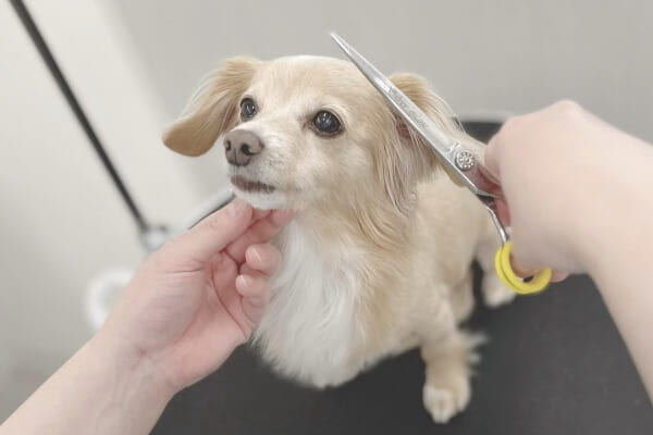 Dogsalon ARUN_4