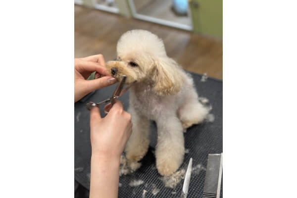 dog fun_3
