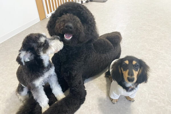 犬の総合施設 BLISS total dog salon 蒲生四丁目店