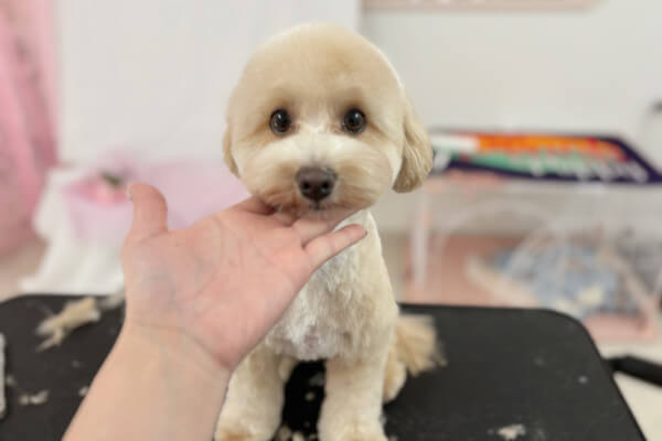 Dogsalon Tiara_4