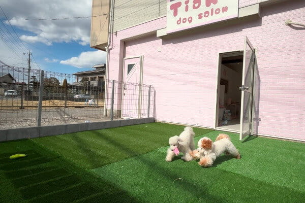 Dogsalon Tiara_1