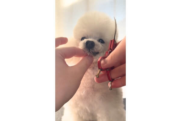 犬爛美泊 ゔぇる _1