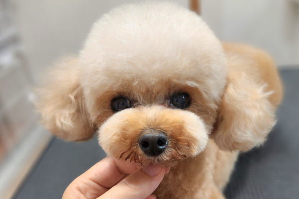 triminng salon Cute【小型犬・猫ちゃん専門サロン 】 