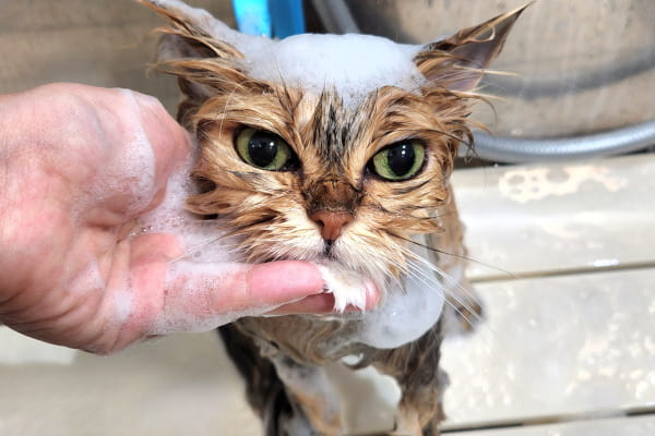 triminng salon Cute【小型犬・猫ちゃん専門サロン 】 _1