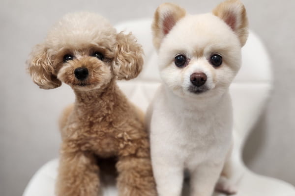 triminng salon Cute【小型犬・猫ちゃん専門サロン 】 _2
