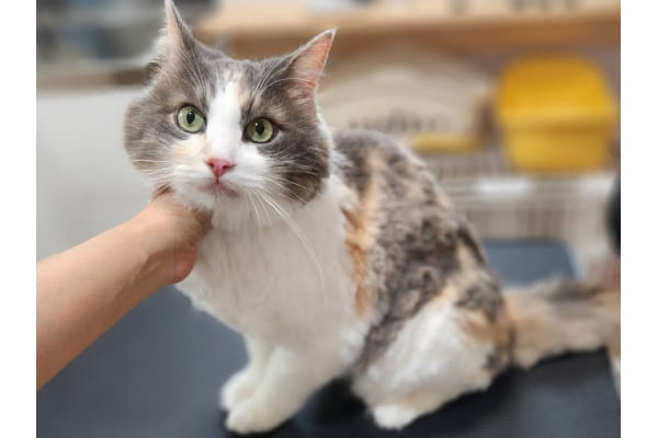 triminng salon Cute【小型犬・猫ちゃん専門サロン 】 _4