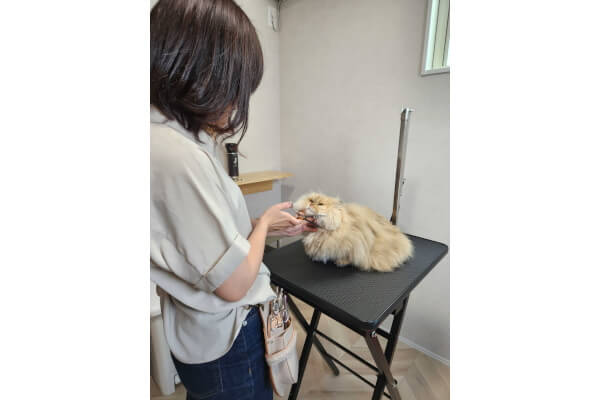 triminng salon Cute_4